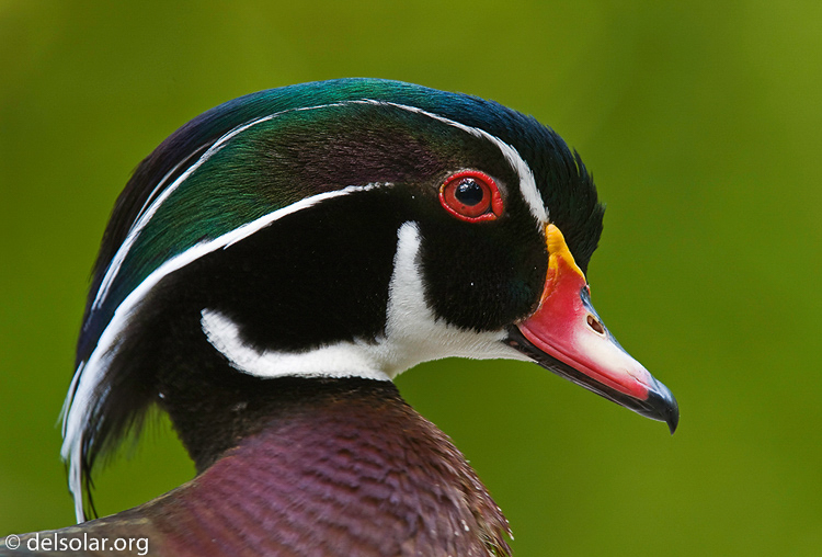 woodduck07