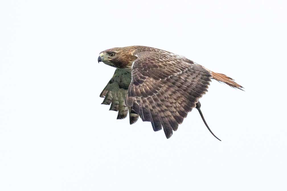 ILCE-1  --  FE 400-800mm F6.3-8 G OSS -- 1/3200 sec at f / 9.0 -- ISO 6400 -- 0 EV -- 