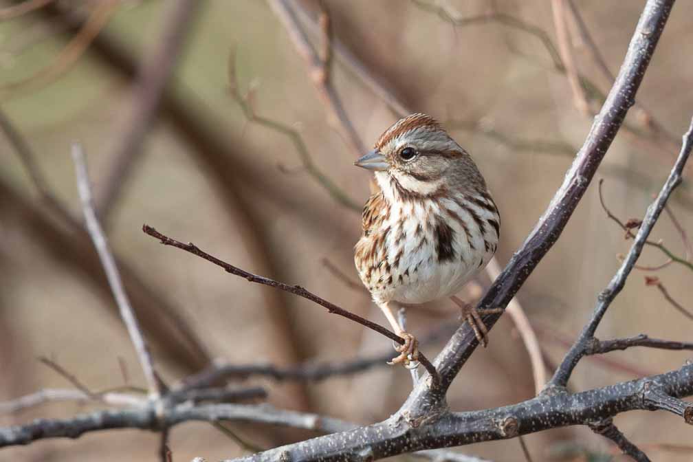 Canon EOS 7D Mark II  --  EF600mm f/4L IS II USM -- 1/2000 sec at f / 4.5 -- ISO 1250 -- 2/3 EV -- 