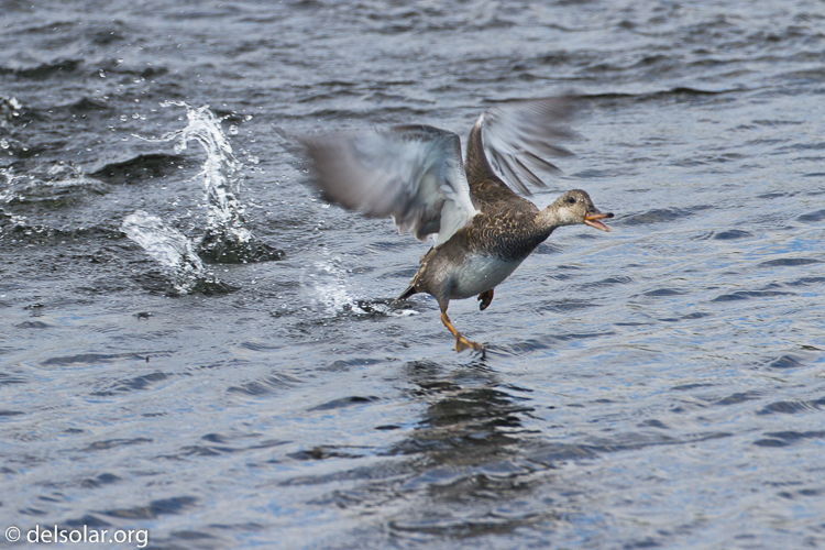 Canon EOS 7D  --  500 mm  --  EF500mm f/4L IS USM  