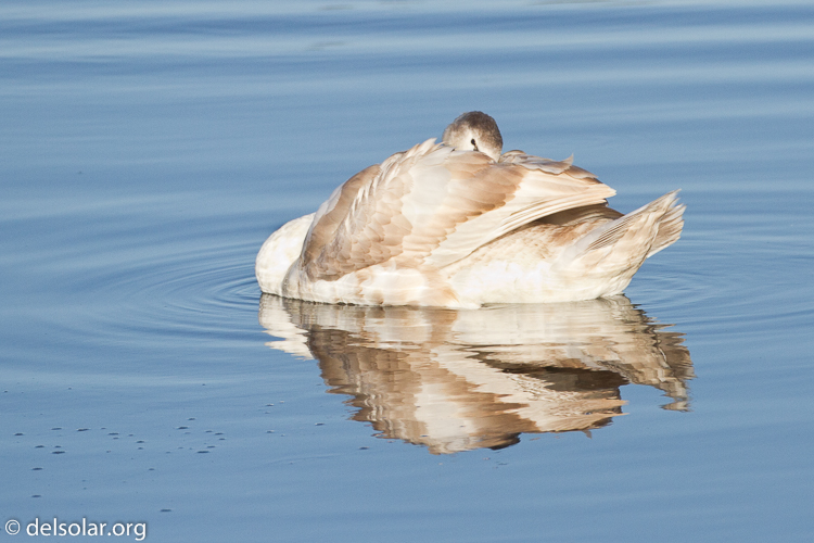 Canon EOS 7D  --  500 mm  --  EF500mm f/4L IS USM  