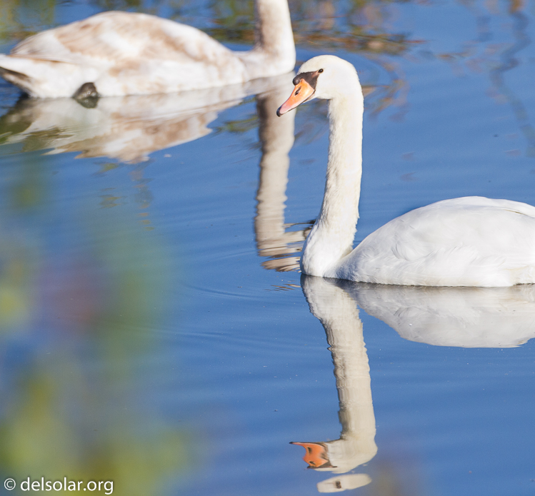 Canon EOS 7D  --  500 mm  --  EF500mm f/4L IS USM  