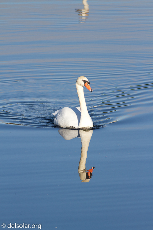 Canon EOS 7D  --  400 mm  --  EF400mm f/5.6L USM  