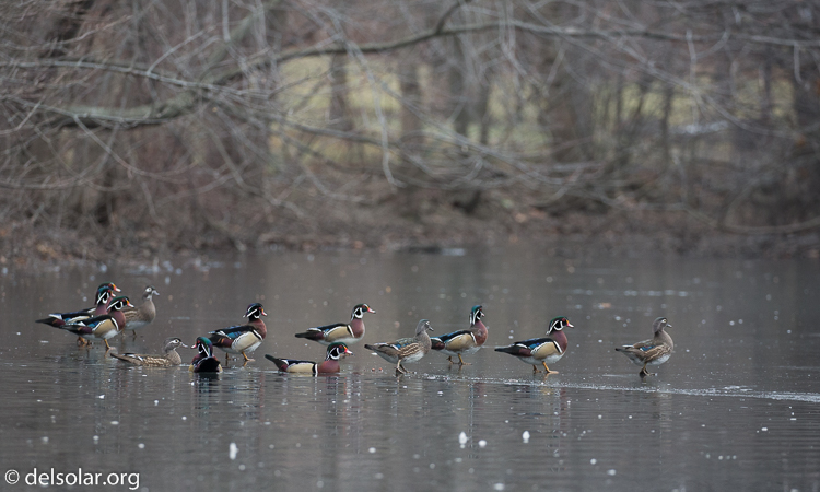 Canon EOS 5D Mark III  --  255 mm  --  EF100-400mm f/4.5-5.6L IS II USM  