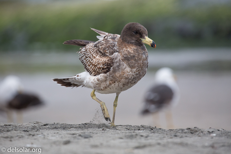 Canon EOS 5D Mark III  --  400 mm  --  EF100-400mm f/4.5-5.6L IS II USM  