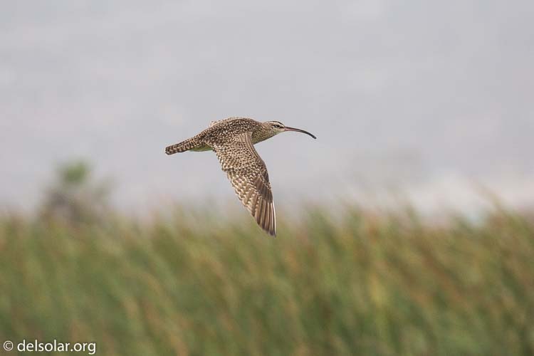 Canon EOS 5D Mark III  --  400 mm  --  EF100-400mm f/4.5-5.6L IS II USM  