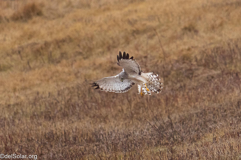 Northern Harrier, birds  1/2500 sec at f / 8.0