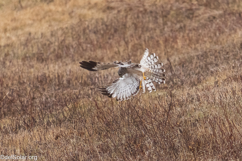 Northern Harrier, birds  1/2500 sec at f / 8.0