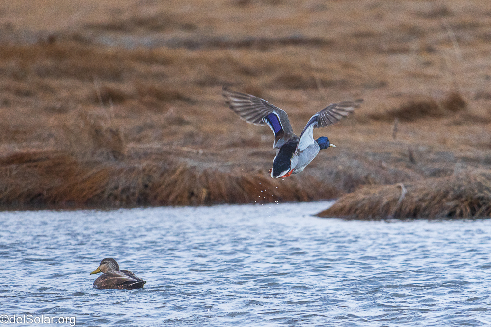 Mallard, birds  1/1250 sec at f / 8.0
