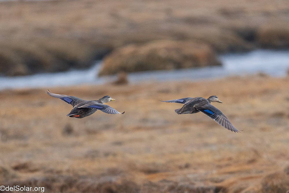 American Black Duck, birds  1/1250 sec at f / 8.0