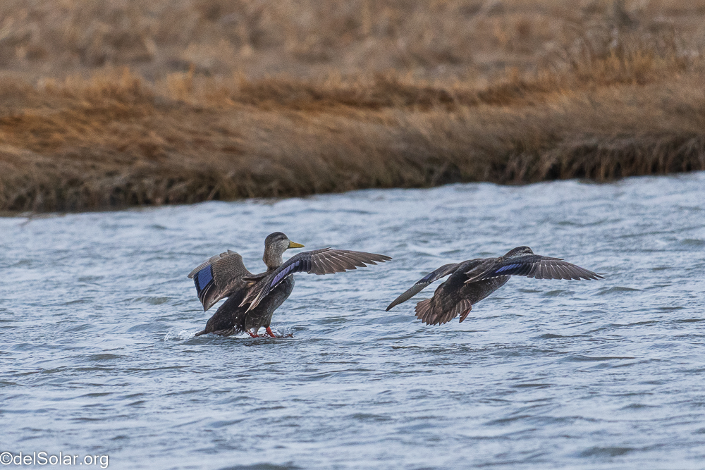 American Black Duck, birds  1/1250 sec at f / 8.0