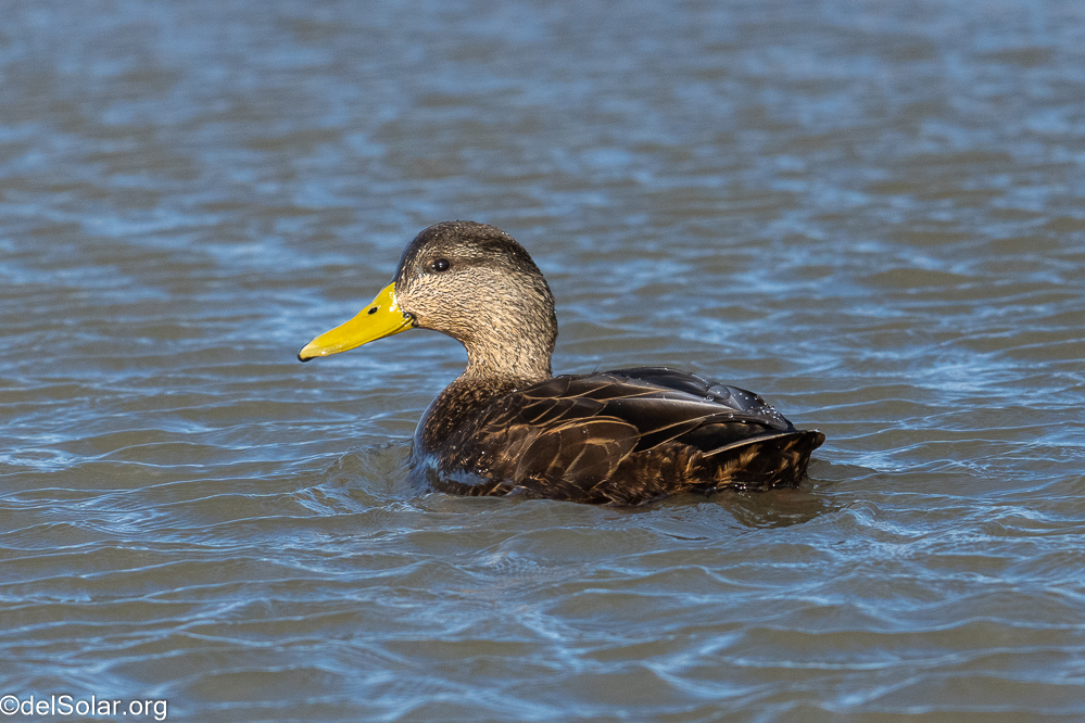 American Black Duck, birds  1/2000 sec at f / 8.0