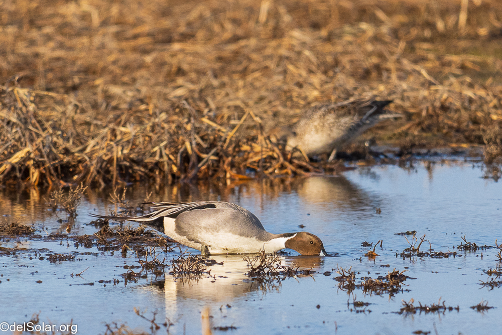 Northern Pintail  1/3200 sec at f / 8.0