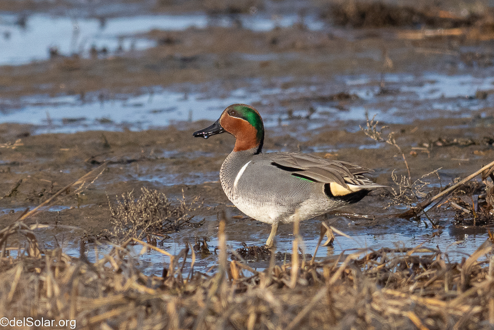 Green-winged Teal, birds  1/3200 sec at f / 8.0