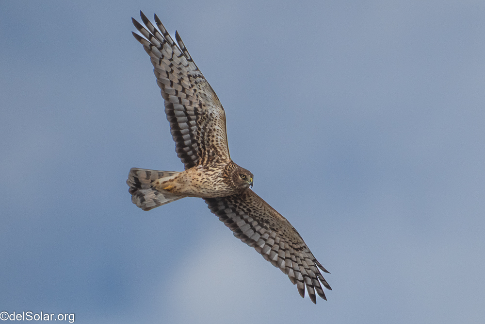 Northern Harrier, birds  1/2500 sec at f / 8.0