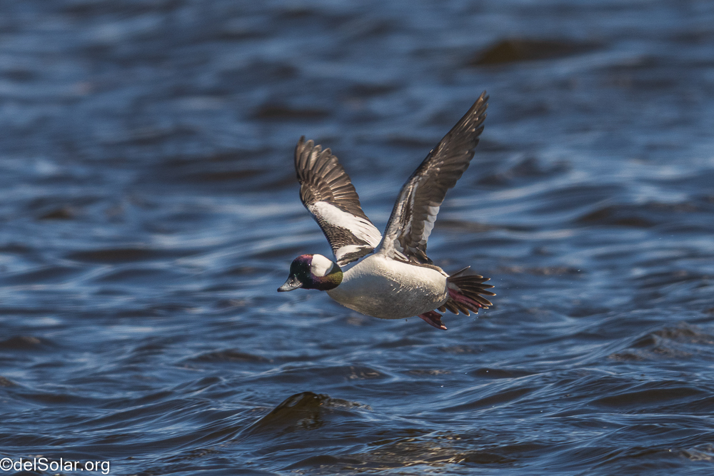 Bufflehead, birds  1/1600 sec at f / 8.0
