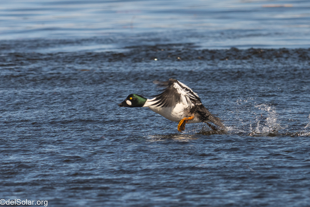 Common Goldeneye, birds  1/1600 sec at f / 8.0