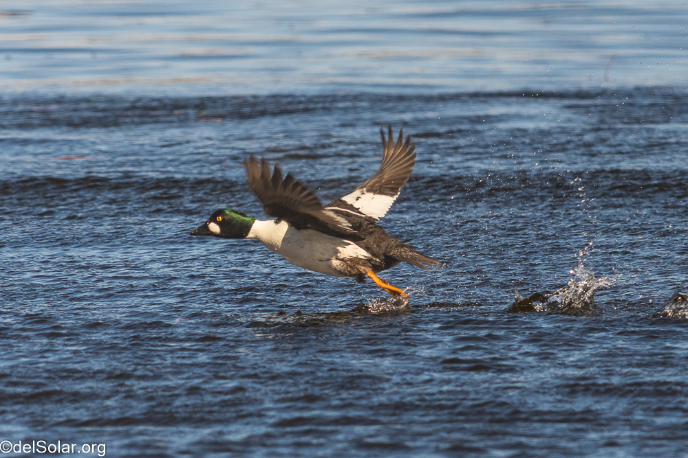Common Goldeneye, birds  1/1600 sec at f / 8.0
