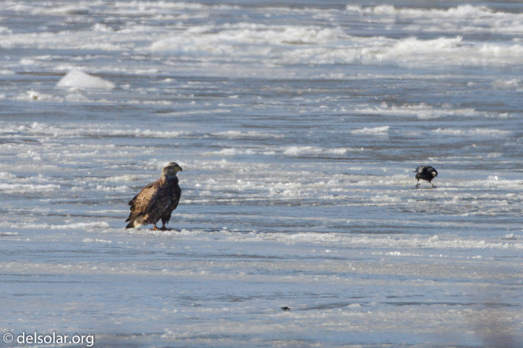 Canon EOS 7D  --  500 mm  --  EF500mm f/4L IS USM  