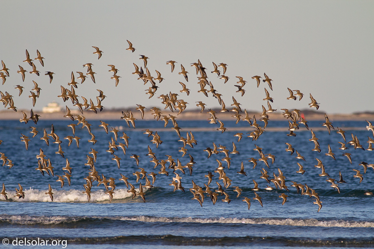 Canon EOS 7D  --  400 mm  --  EF400mm f/5.6L USM  