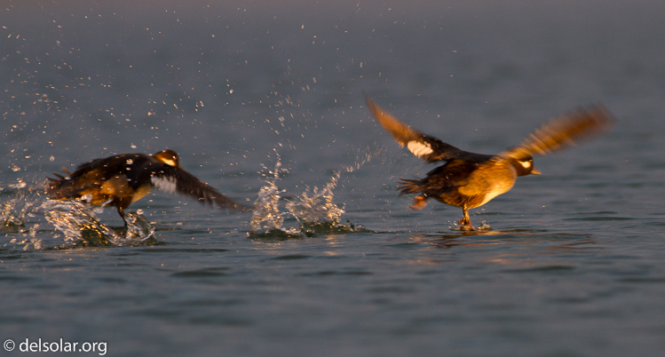 Canon EOS 7D  --  400 mm  --  EF400mm f/5.6L USM  