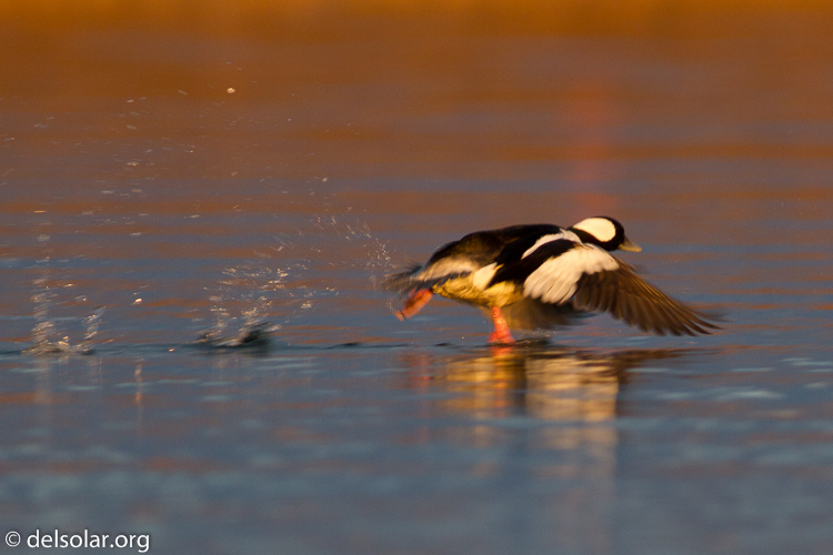 Canon EOS 7D  --  400 mm  --  EF400mm f/5.6L USM  