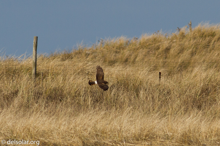 Canon EOS 7D  --  400 mm  --  EF400mm f/5.6L USM  