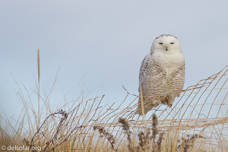 Canon EOS 7D  --  400 mm  --  EF400mm f/5.6L USM  