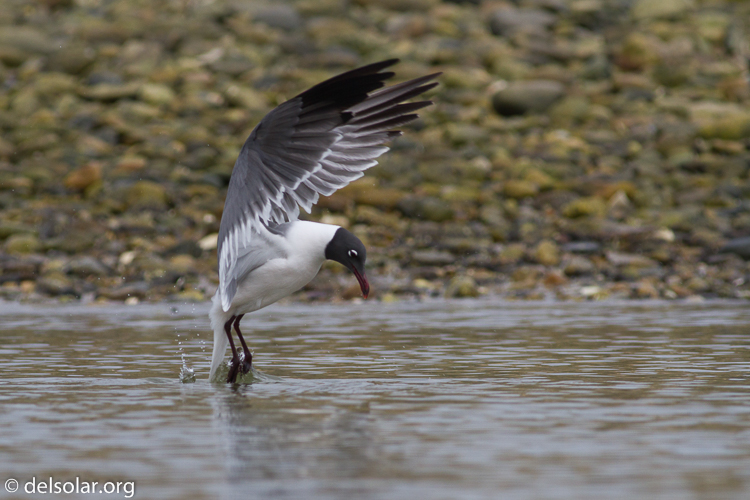 Canon EOS 7D  --  400 mm  --  EF400mm f/5.6L USM  