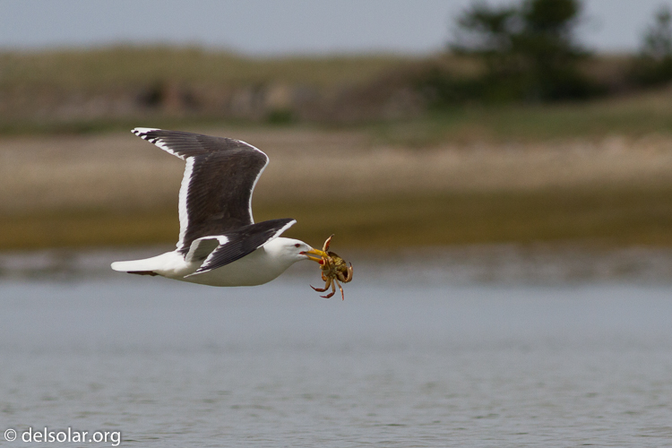 Canon EOS 7D  --  400 mm  --  EF400mm f/5.6L USM  