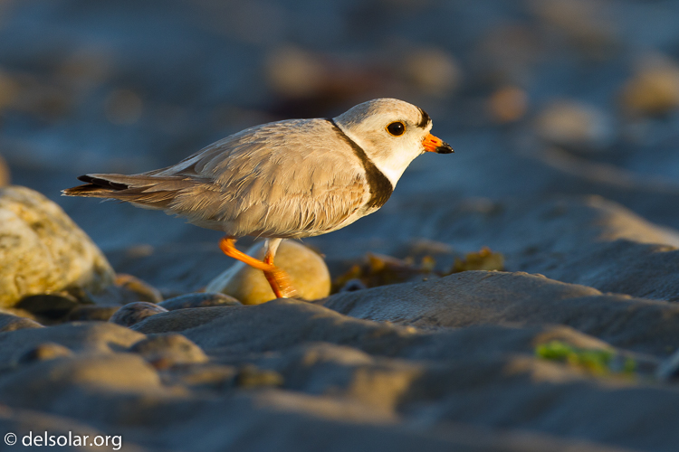 Canon EOS 7D  --  500 mm  --  EF500mm f/4L IS USM  