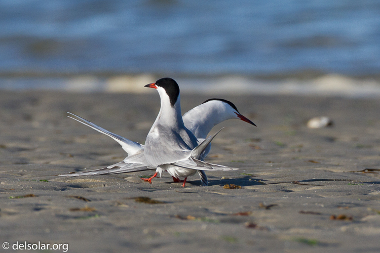 Canon EOS 7D  --  500 mm  --  EF500mm f/4L IS USM  