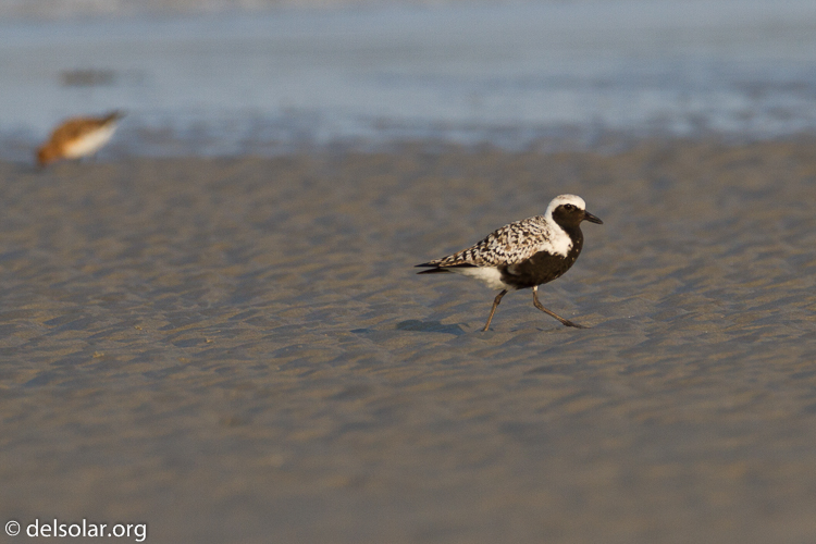 Canon EOS 7D  --  500 mm  --  EF500mm f/4L IS USM  