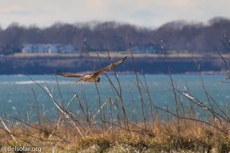 Canon EOS 7D Mark II  --  280 mm  --  EF100-400mm f/4.5-5.6L IS II USM +1.4x III  