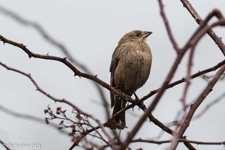 Canon EOS 7D Mark II  --  400 mm  --  EF100-400mm f/4.5-5.6L IS II USM  