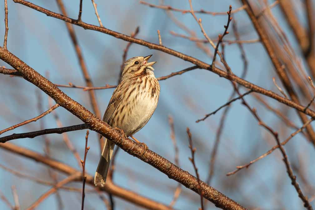 Canon EOS 7D Mark II  --  EF600mm f/4L IS II USM -- 1/1000 sec at f / 7.1 -- ISO 200 -- 1/3 EV -- 