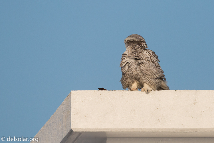 Canon EOS 5D Mark III  --  500 mm  --  EF500mm f/4L IS USM  