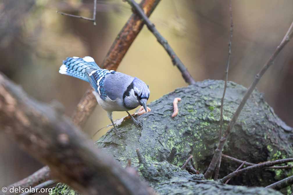 Canon EOS 7D Mark II  --  EF600mm f/4L IS II USM -- 1/125 sec at f / 4.5 -- ISO 500 -- 1 EV -- 