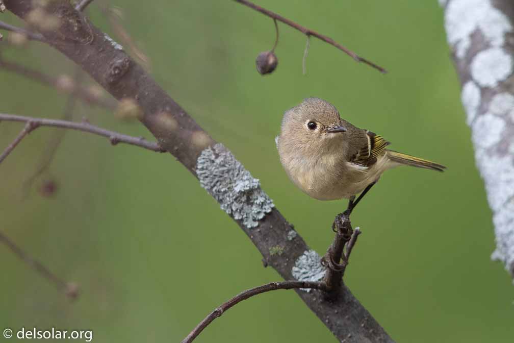 Canon EOS 7D Mark II  --  EF600mm f/4L IS II USM -- 1/640 sec at f / 5.0 -- ISO 320 -- 0 EV -- 