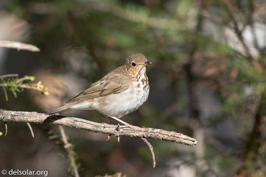 Canon EOS 7D Mark II  --  600 mm  --  EF600mm f/4L IS II USM  